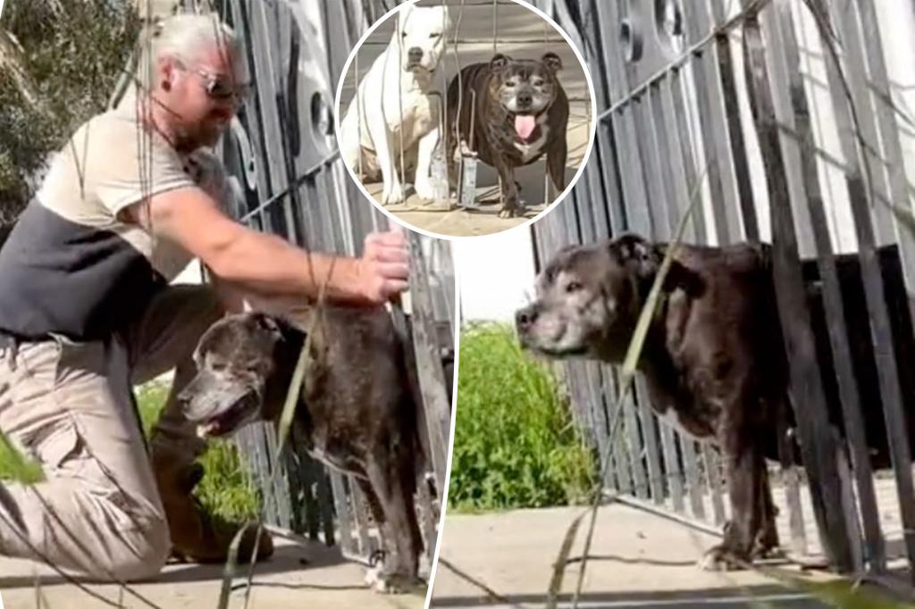 'Chonky' dog tries to wriggle his way to freedom - but gets stuck in fence and has to be rescued: 'Sackos'